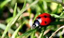 有趣的瓢虫_250字