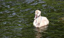 无处不在的母爱