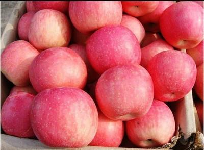 Apple_450词有缺陷