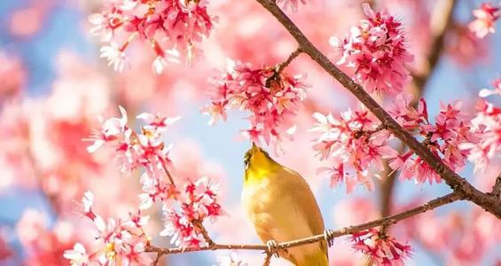 古代经文中的春天