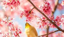 春天在古诗句中