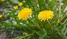 盛开的蒲公英