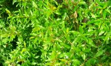 最吸引我的小菜园