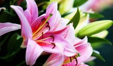 感受那百合般的爱