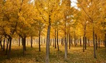 故乡那片银杏林