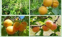 我爱家乡的串枝红杏