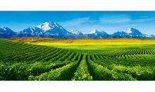 春天的田野作文600字