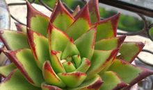 骄阳似火，莞尔依旧_600字