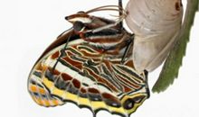 我期盼破茧成蝶的美丽