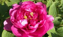 如梦令·国之牡丹_50字