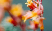 骄阳似火，莞尔依旧_1000字