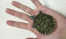 第一次养小乌龟