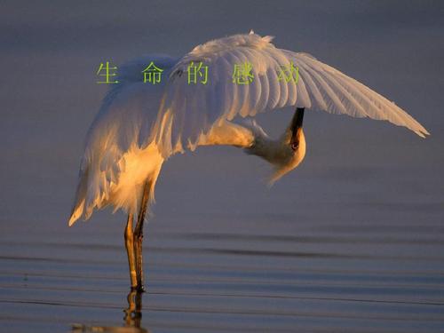 生活感动