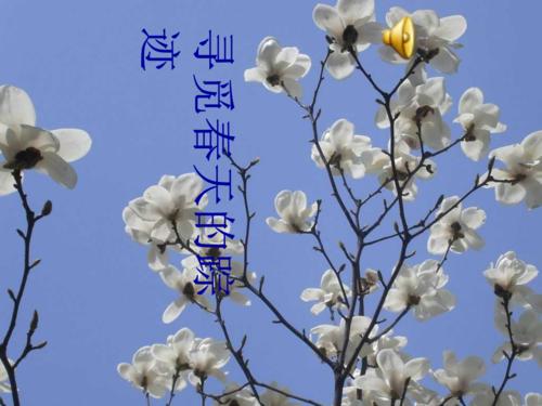 寻找春天的痕迹