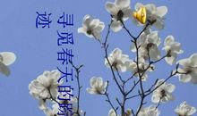 寻觅春天的踪迹