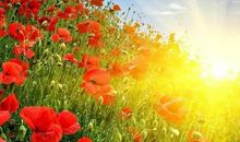 阳光总在风雨后