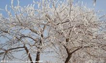 冬日里的那株‘雪’