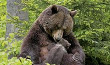 熊妈妈的三个孩子