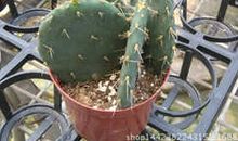 阳台上的仙人掌