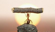 蚂蚁震撼了我的心灵