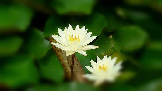 生活需要阳光