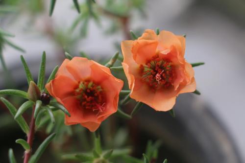 鲜花盛开