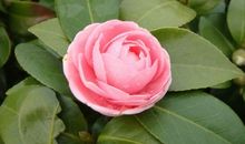 不做娇嫩的花朵