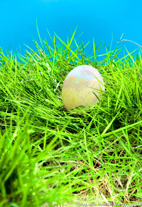 为了地球上的生命