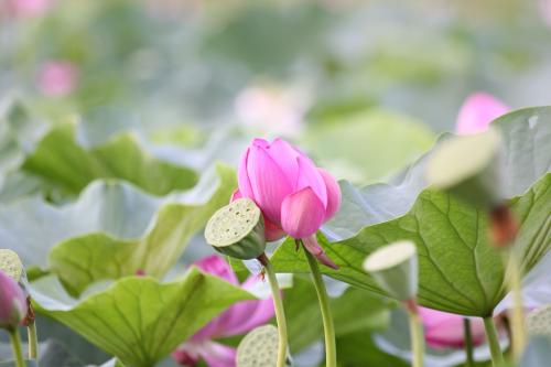 我喜欢莲花