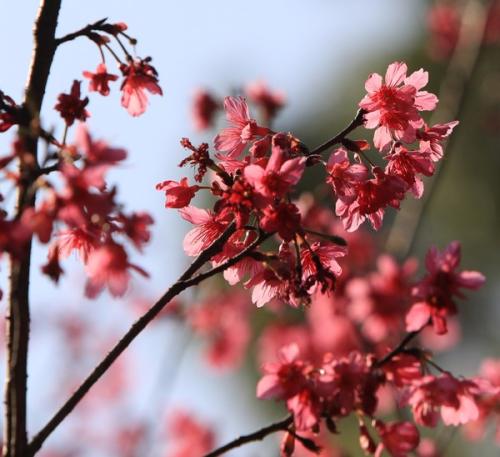 桃花流