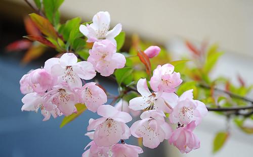 美丽的樱花