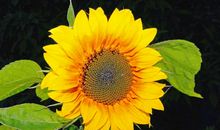 像太阳花一样绽放