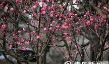 河边的那树梅花