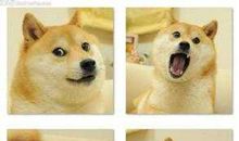 看图写话《贪心的小黄狗》