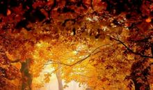 我从未如此爱过这样一场秋雨