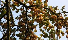 爱春之繁华，爱秋之果实