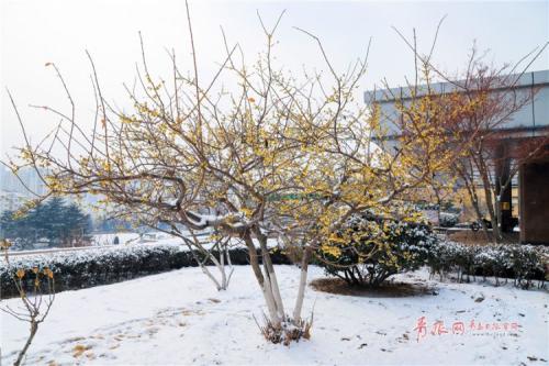 拉梅在寒冷的冬天