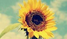 我要像太阳花一样活着