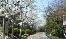 留一抹香给世界