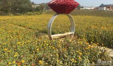 助是种在心底的阳光