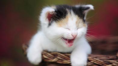 我喜欢小猫