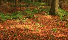 多姿多彩的秋天