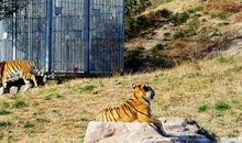 雅戈尔动物园之旅_450字