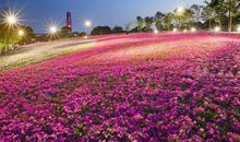 美丽的花海公园