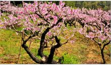 迷人的桃树