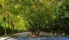 细雨梧桐秋意浓_700字