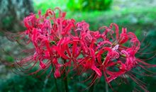 微风吹过，彼岸花