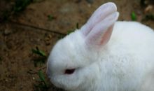 我家的小兔