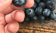 蓝莓，我的最爱