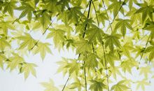 细雨闲花皆寂寞_1200字